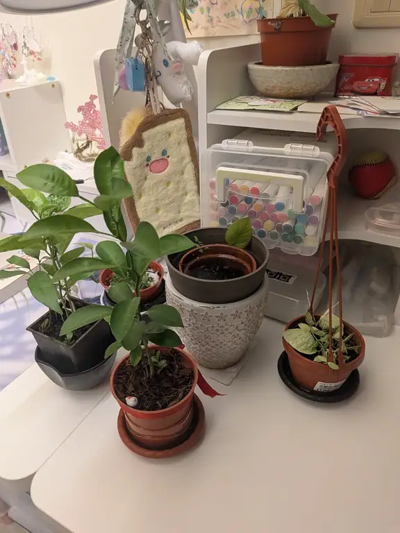 出國前幫植物補水