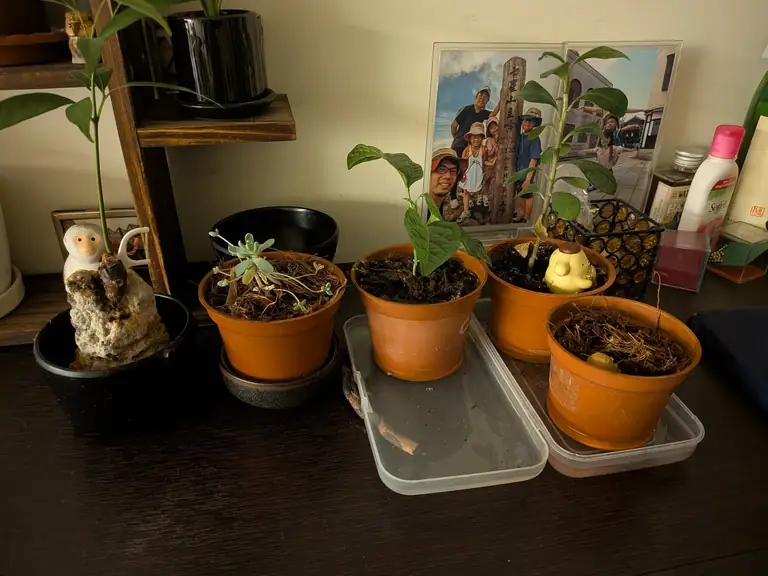 旅行前的植物